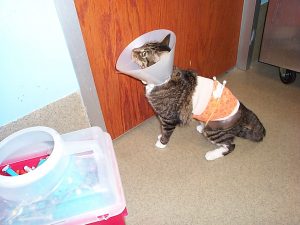 Mittens in the midst of conquering necrotizing pancreatitis, in February 2008