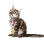 Cat with medal