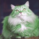 green-cat-03